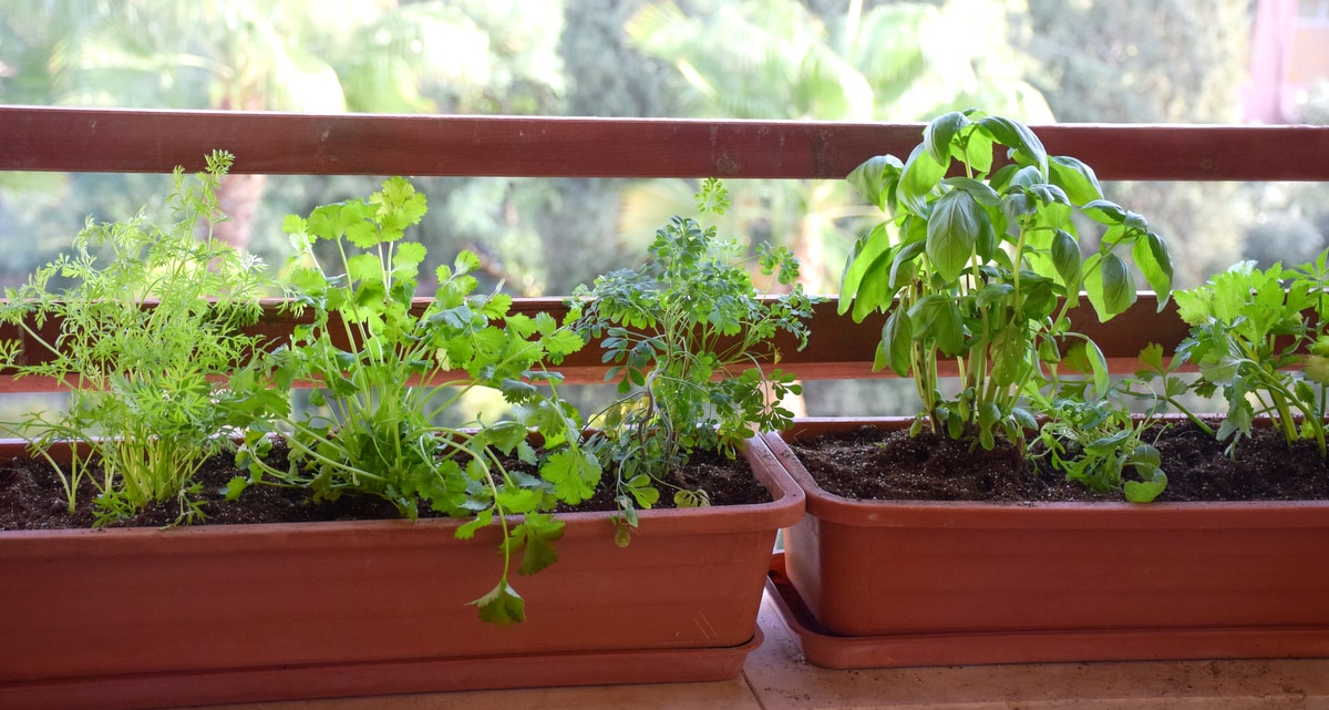plantar temperos em vasos passo a passo