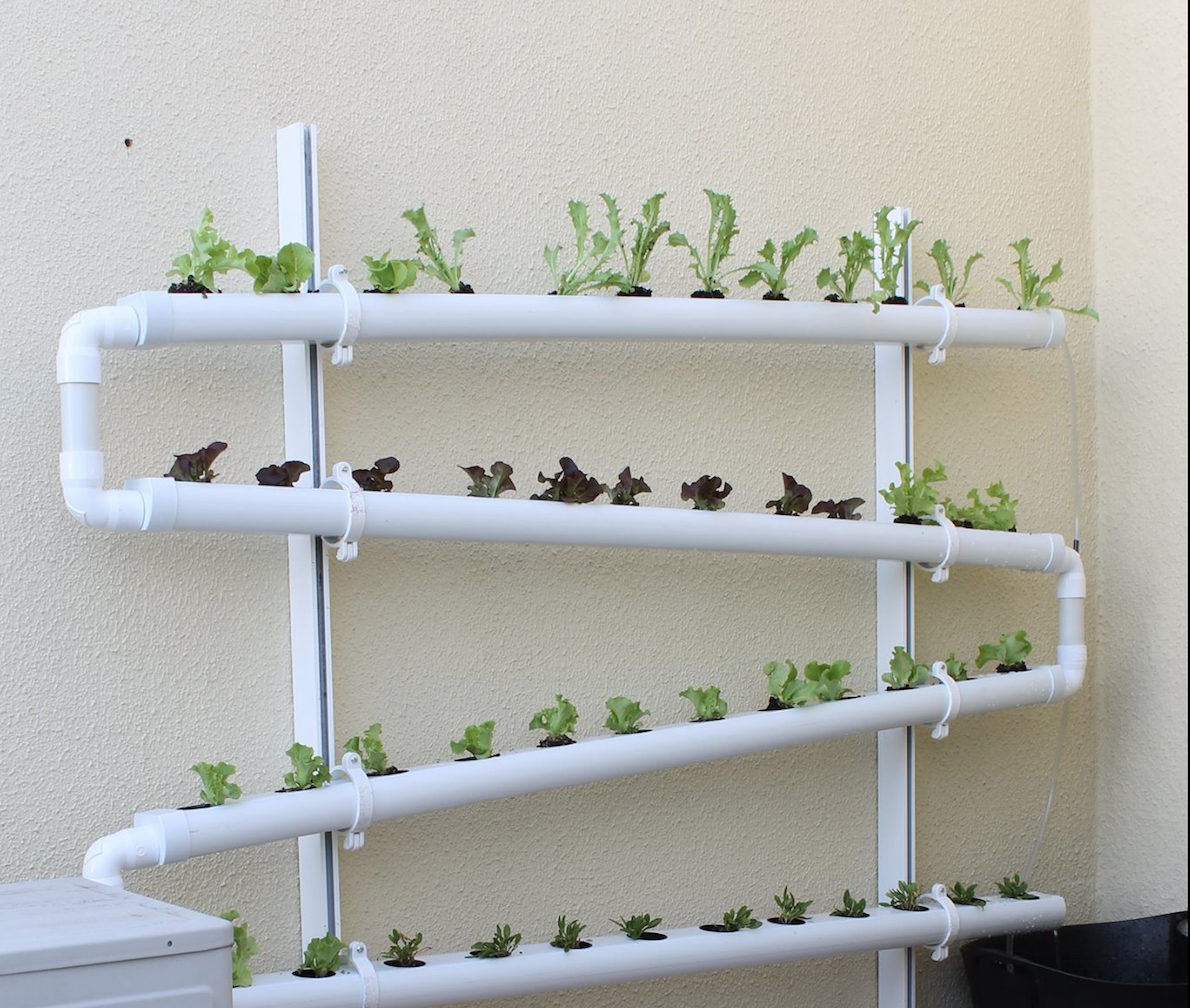 Dicas para montar uma horta em canos de PVC