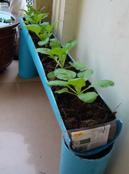 plantar alface em cano PVC