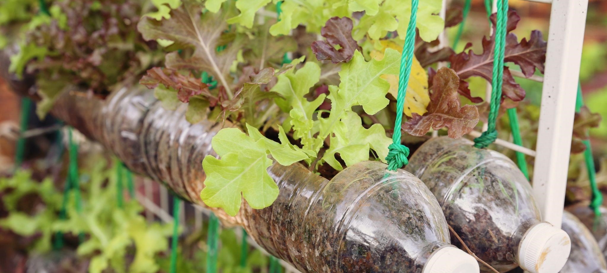 como montar horta em tubo de PVC