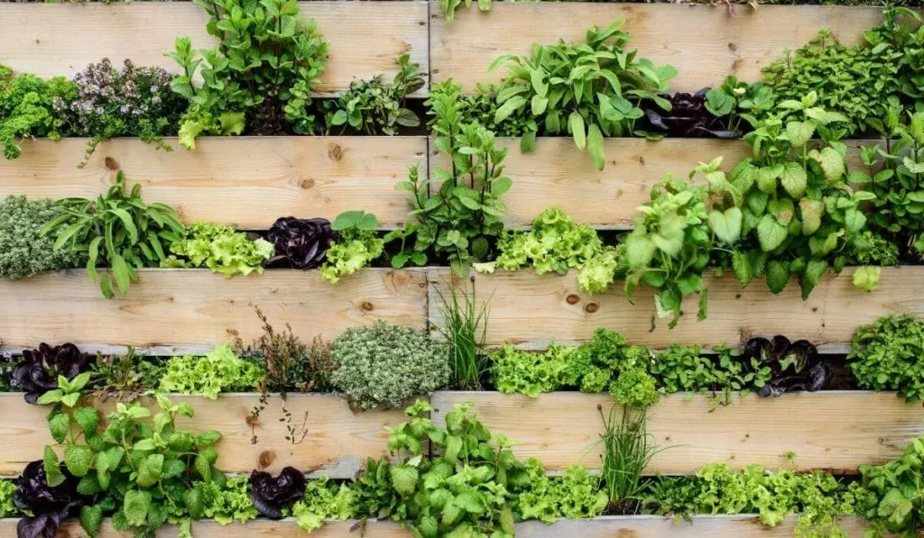 Dicas para montar uma horta em canos de PVC