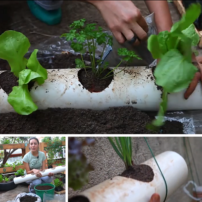Dicas para montar uma horta em canos de PVC