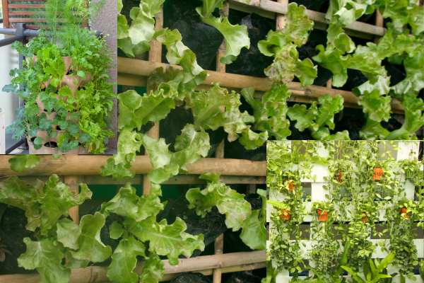 Guia Completo de Plantas para Horta Vertical em Apartamento