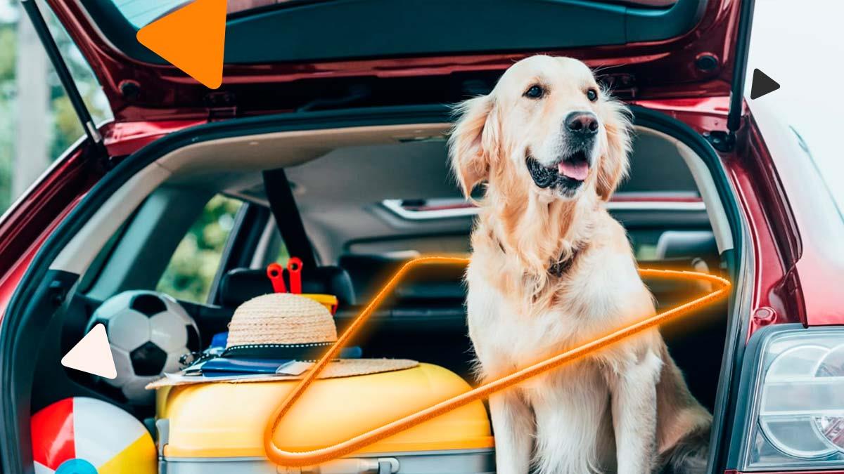 Dicas para viajar com pets de forma confortável