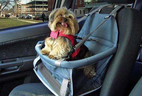 Guia Completo: Documentos e Vacinas Essenciais para Viajar com Seu Pet