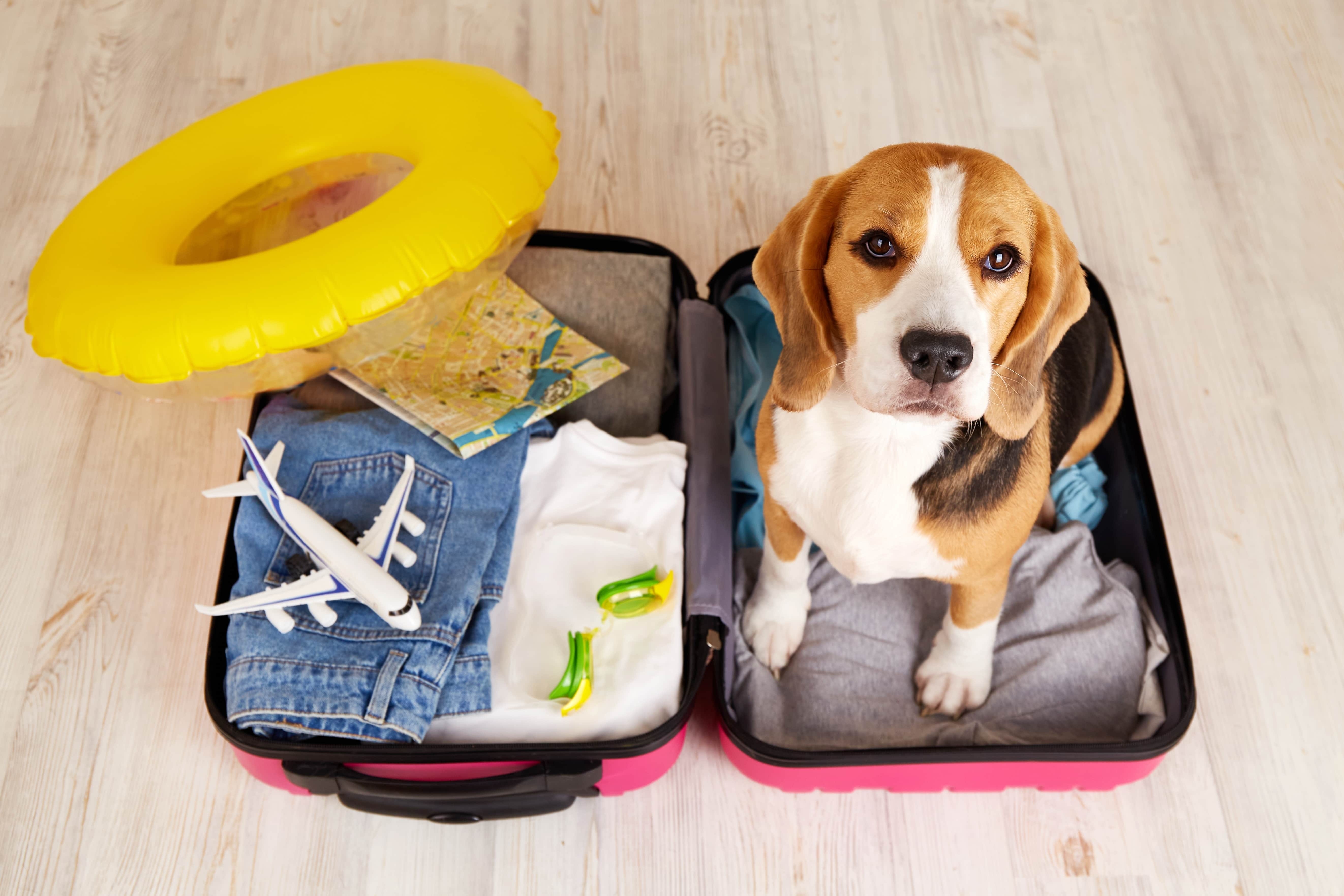 Enjoo em Pets Durante Viagens: Prevenção e Soluções Eficazes