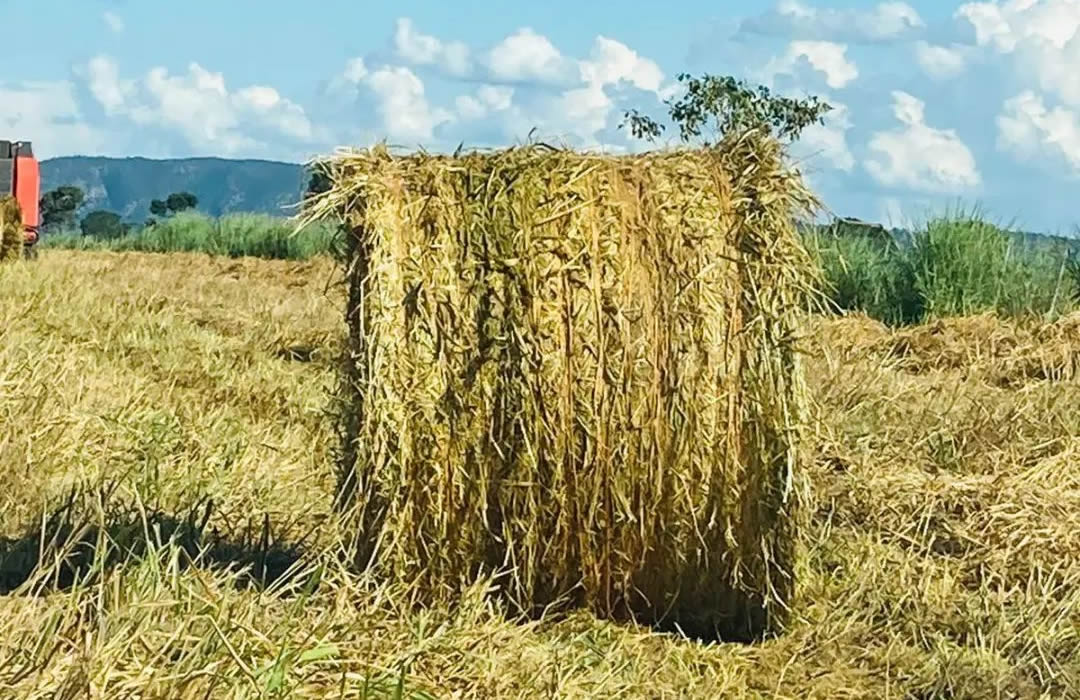 Importância do feno