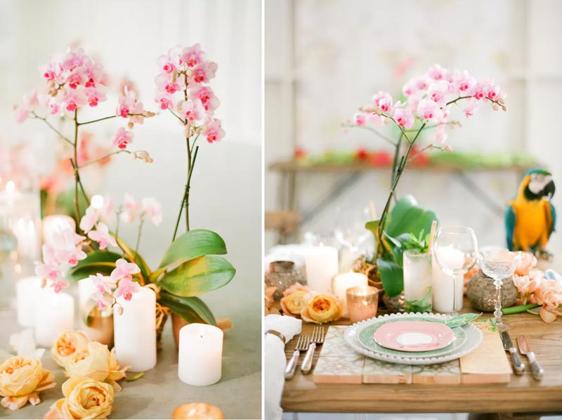 como cuidar de ciclamen no inverno dentro de casa