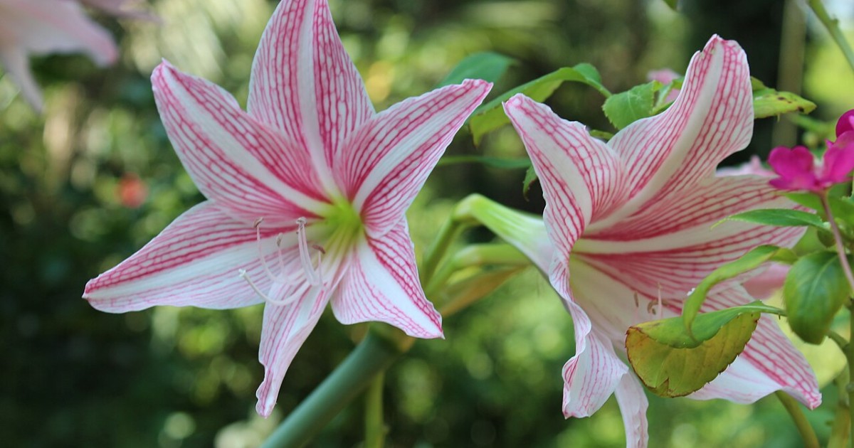 orquídea cymbidium vs camélia qual a melhor para inverno