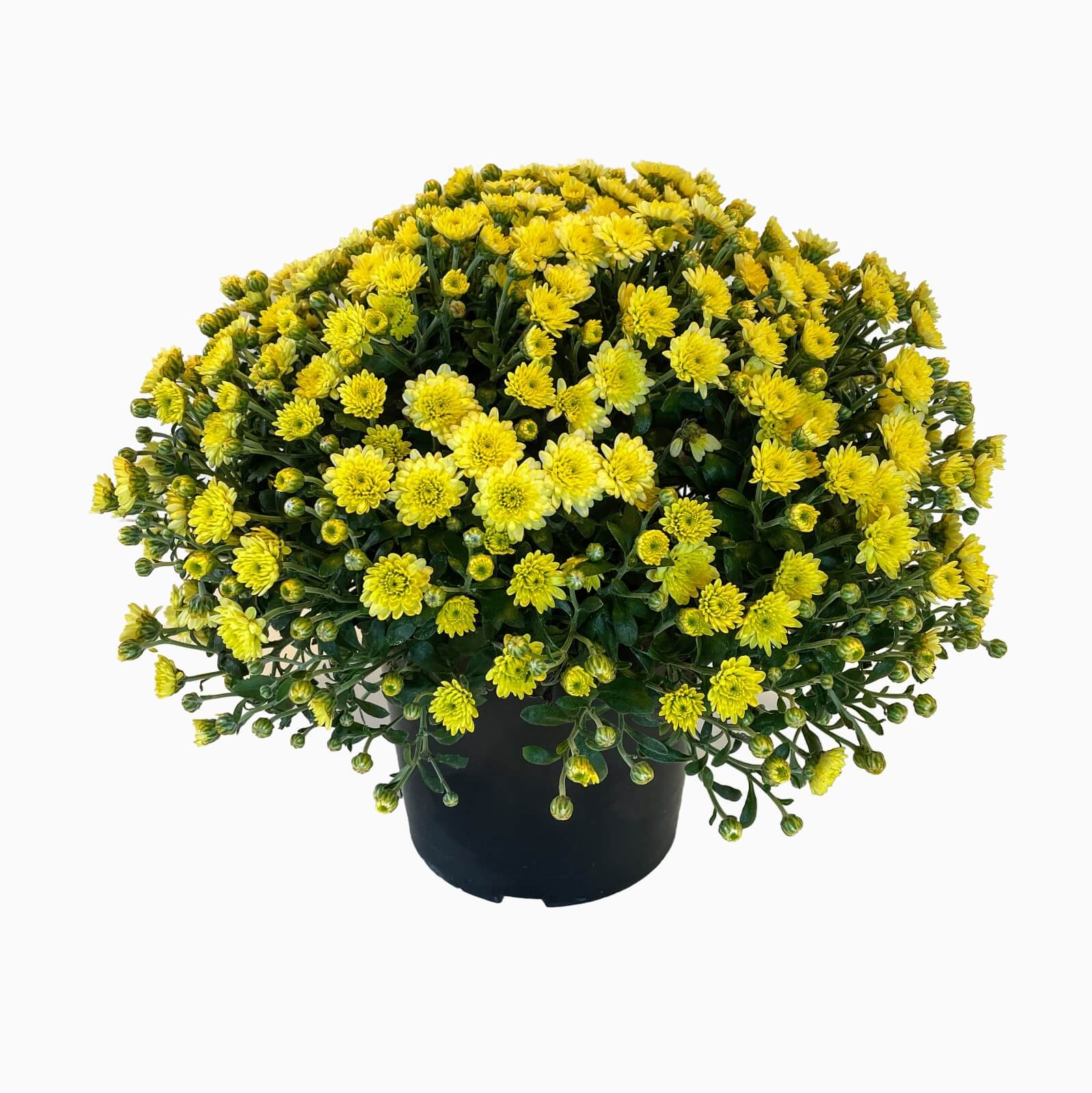 como cuidar de ciclamen no inverno dentro de casa