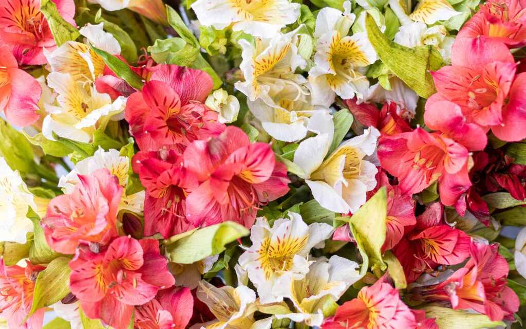 flores naturais vs flores artificiais para decoração