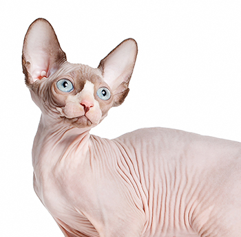 gato esfinge