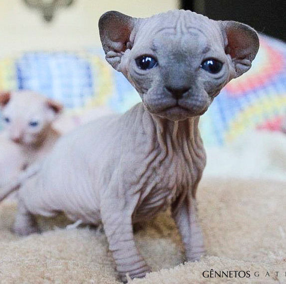 sphynx preço