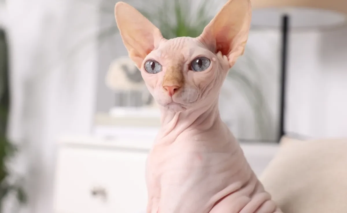 sphynx filhote