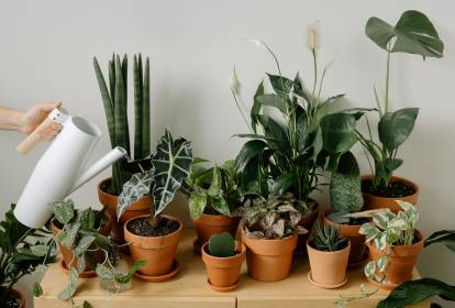 5 Plantas de Sombra Ideais para Apartamentos Pequenos
Como Cuidar de Zamioculcas em Ambientes com Pouca Luz
As Melhores Plantas para Escritórios com Pouca Iluminação
Plantas de Grande Porte para Criar uma Urban Jungle
Guia Completo: Plantas Resistentes ao Ar Condicionado