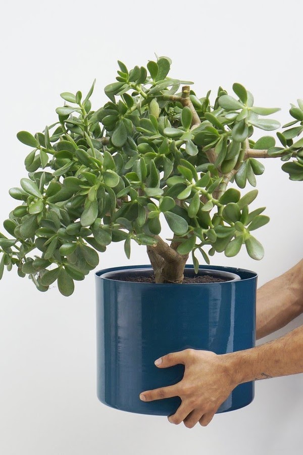 Guia de plantas para dentro de casa que não precisam de sol