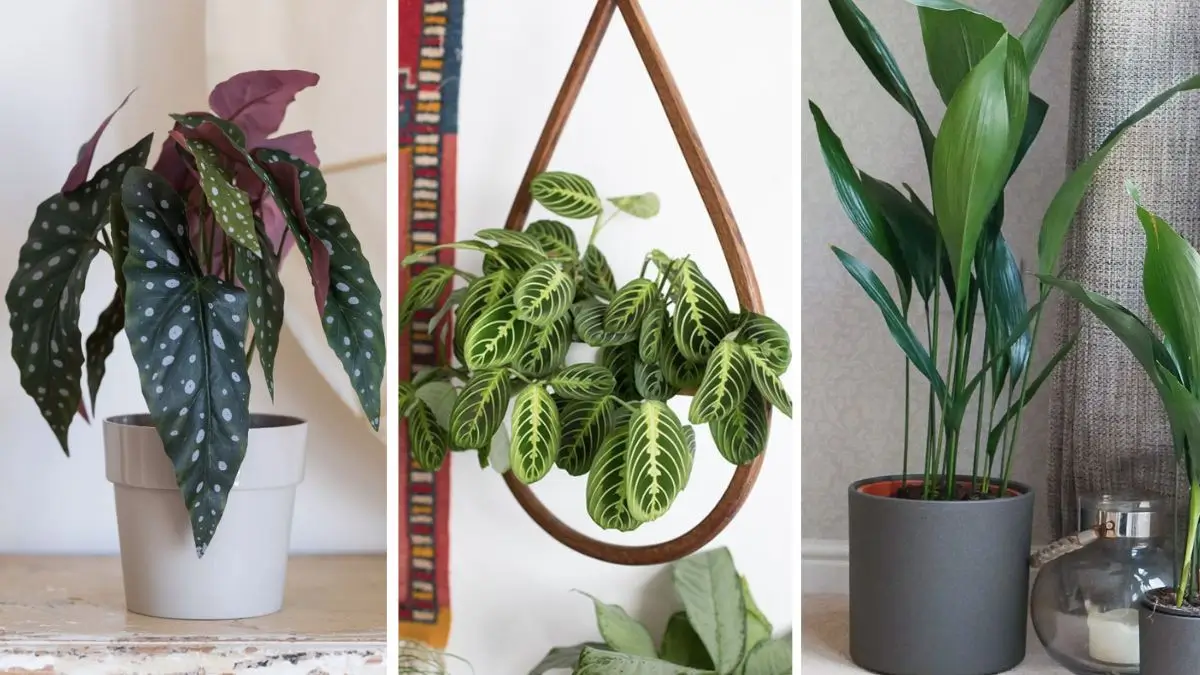 5 Plantas de Sombra Ideais para Apartamentos Pequenos
Como Cuidar de Zamioculcas em Ambientes com Pouca Luz
As Melhores Plantas para Escritórios com Pouca Iluminação
Plantas de Grande Porte para Criar uma Urban Jungle
Guia Completo: Plantas Resistentes ao Ar Condicionado