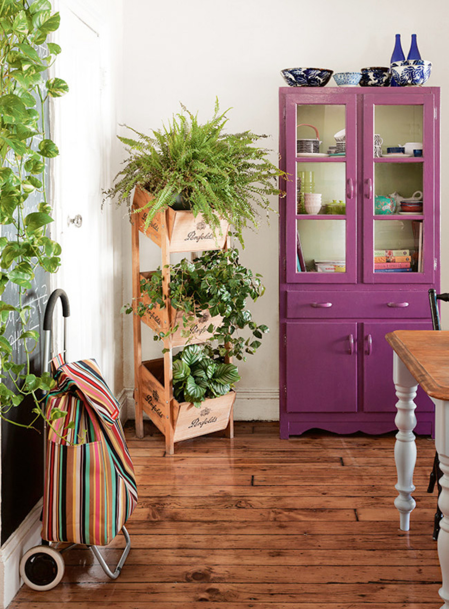 Guia de plantas para dentro de casa que não precisam de sol