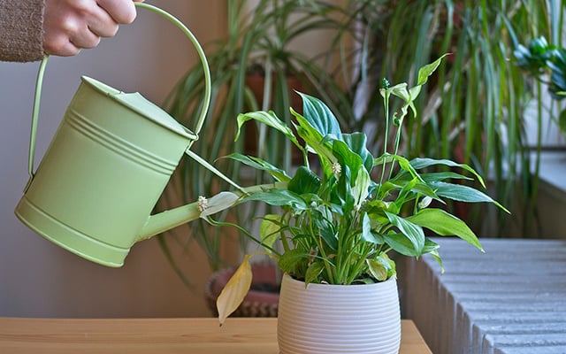 Guia de plantas para dentro de casa que não precisam de sol