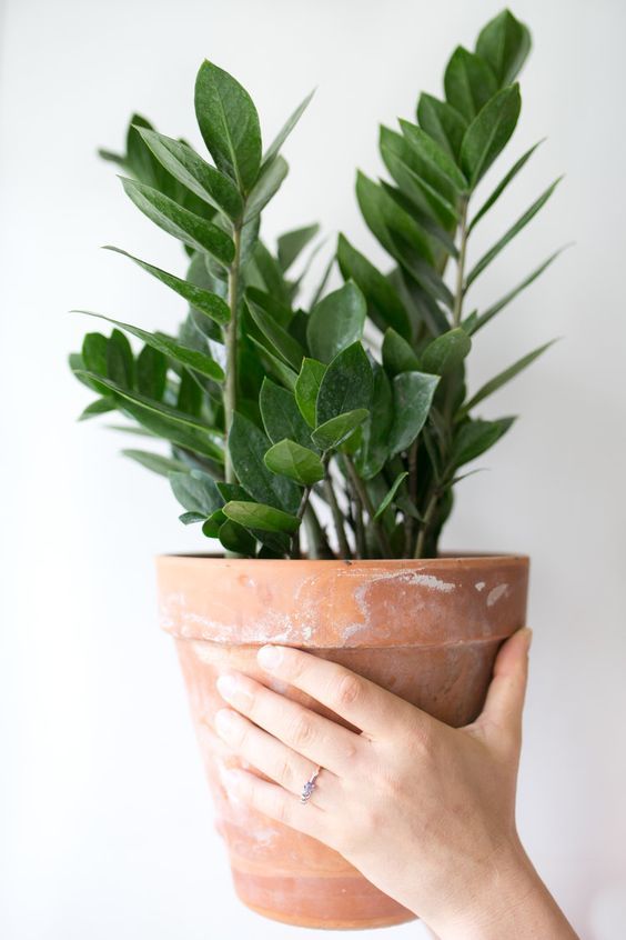 5 Plantas de Sombra Ideais para Apartamentos Pequenos
Como Cuidar de Zamioculcas em Ambientes com Pouca Luz
As Melhores Plantas para Escritórios com Pouca Iluminação
Plantas de Grande Porte para Criar uma Urban Jungle
Guia Completo: Plantas Resistentes ao Ar Condicionado