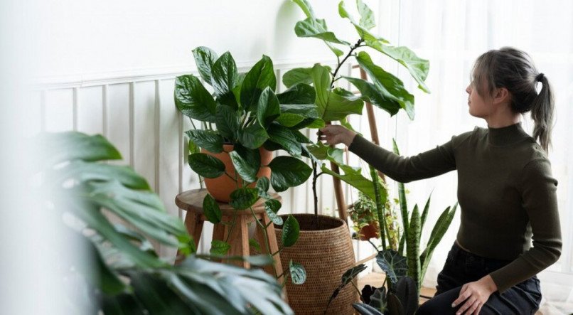 Guia de plantas para dentro de casa que não precisam de sol
