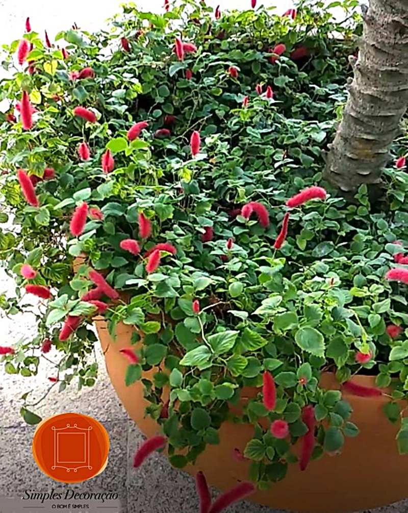 5 Plantas de Sombra Ideais para Apartamentos Pequenos
Como Cuidar de Zamioculcas em Ambientes com Pouca Luz
As Melhores Plantas para Escritórios com Pouca Iluminação
Plantas de Grande Porte para Criar uma Urban Jungle
Guia Completo: Plantas Resistentes ao Ar Condicionado