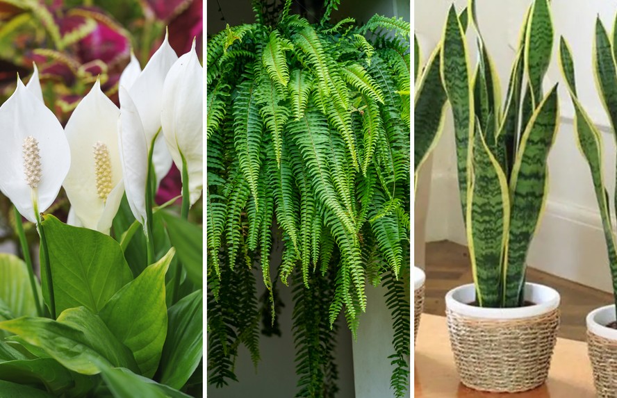 Guia de plantas para dentro de casa que não precisam de sol