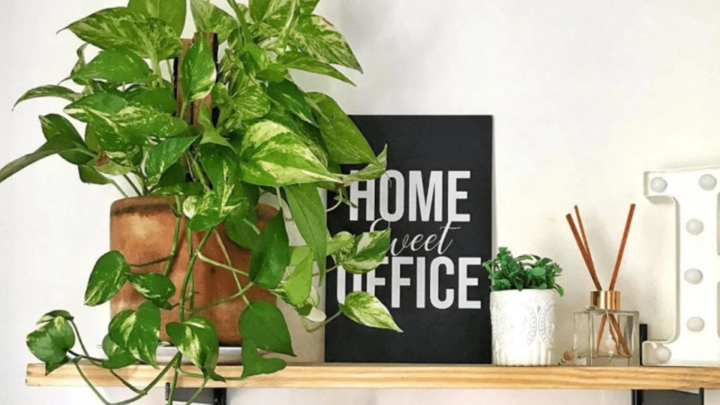 5 Plantas de Sombra Ideais para Apartamentos Pequenos
Como Cuidar de Zamioculcas em Ambientes com Pouca Luz
As Melhores Plantas para Escritórios com Pouca Iluminação
Plantas de Grande Porte para Criar uma Urban Jungle
Guia Completo: Plantas Resistentes ao Ar Condicionado