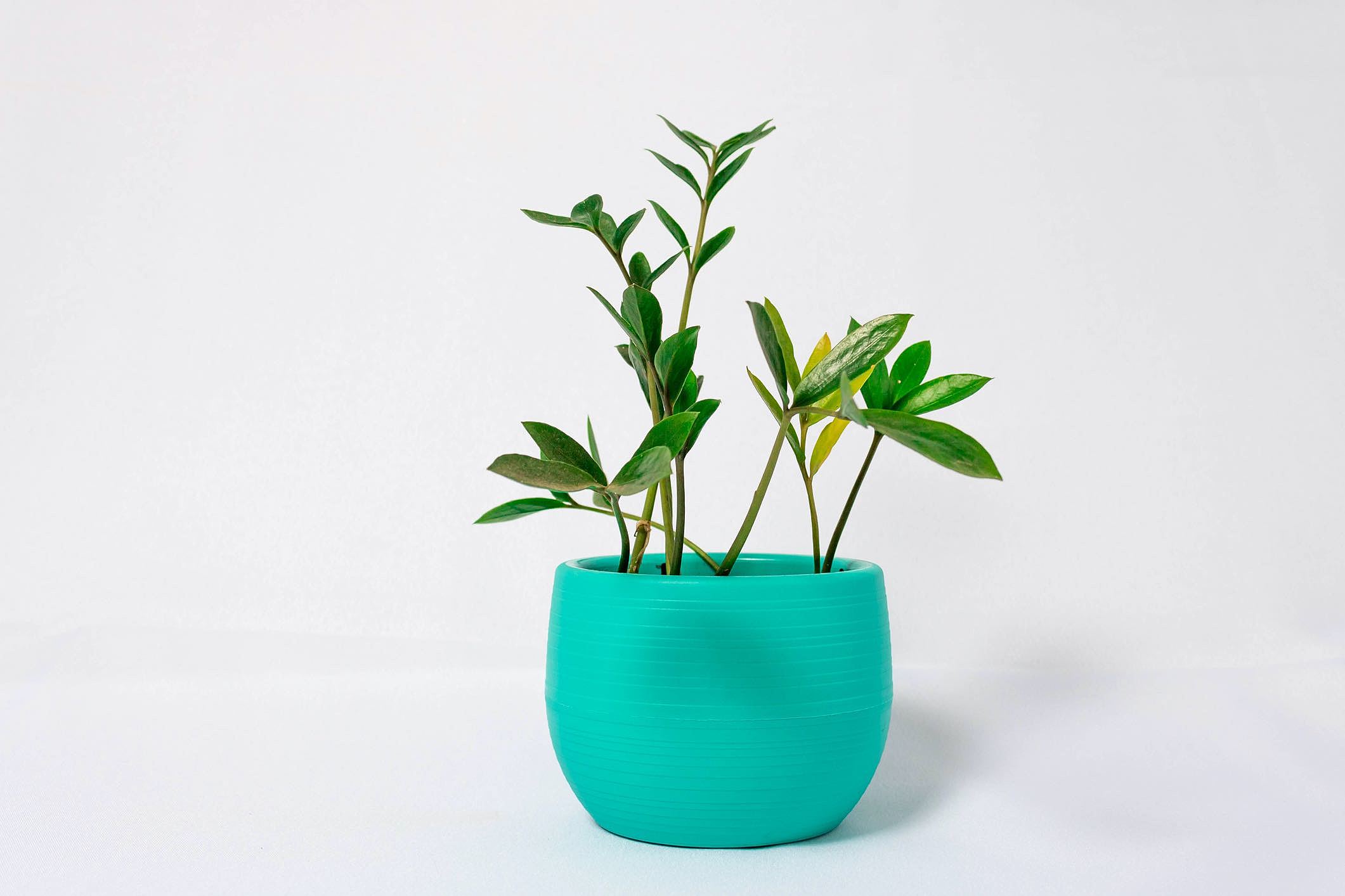 Guia de plantas para dentro de casa que não precisam de sol