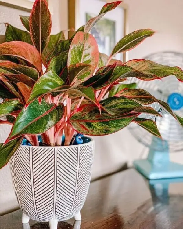 5 Plantas de Sombra Ideais para Apartamentos Pequenos
Como Cuidar de Zamioculcas em Ambientes com Pouca Luz
As Melhores Plantas para Escritórios com Pouca Iluminação
Plantas de Grande Porte para Criar uma Urban Jungle
Guia Completo: Plantas Resistentes ao Ar Condicionado