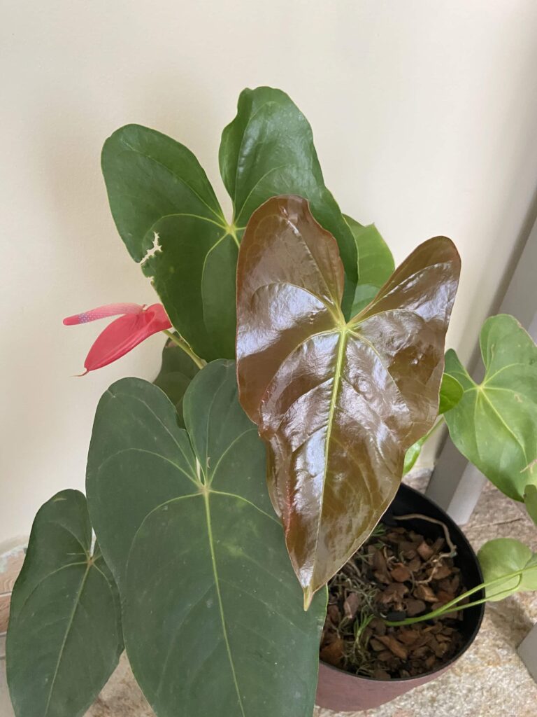 Guia de plantas para dentro de casa que não precisam de sol