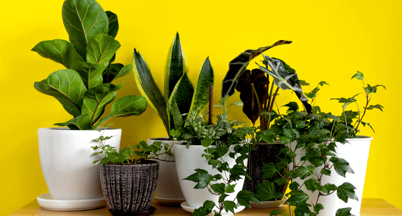 5 Plantas de Sombra Ideais para Apartamentos Pequenos
Como Cuidar de Zamioculcas em Ambientes com Pouca Luz
As Melhores Plantas para Escritórios com Pouca Iluminação
Plantas de Grande Porte para Criar uma Urban Jungle
Guia Completo: Plantas Resistentes ao Ar Condicionado