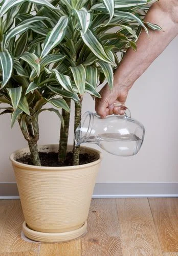 5 Plantas de Sombra Ideais para Apartamentos Pequenos
Como Cuidar de Zamioculcas em Ambientes com Pouca Luz
As Melhores Plantas para Escritórios com Pouca Iluminação
Plantas de Grande Porte para Criar uma Urban Jungle
Guia Completo: Plantas Resistentes ao Ar Condicionado