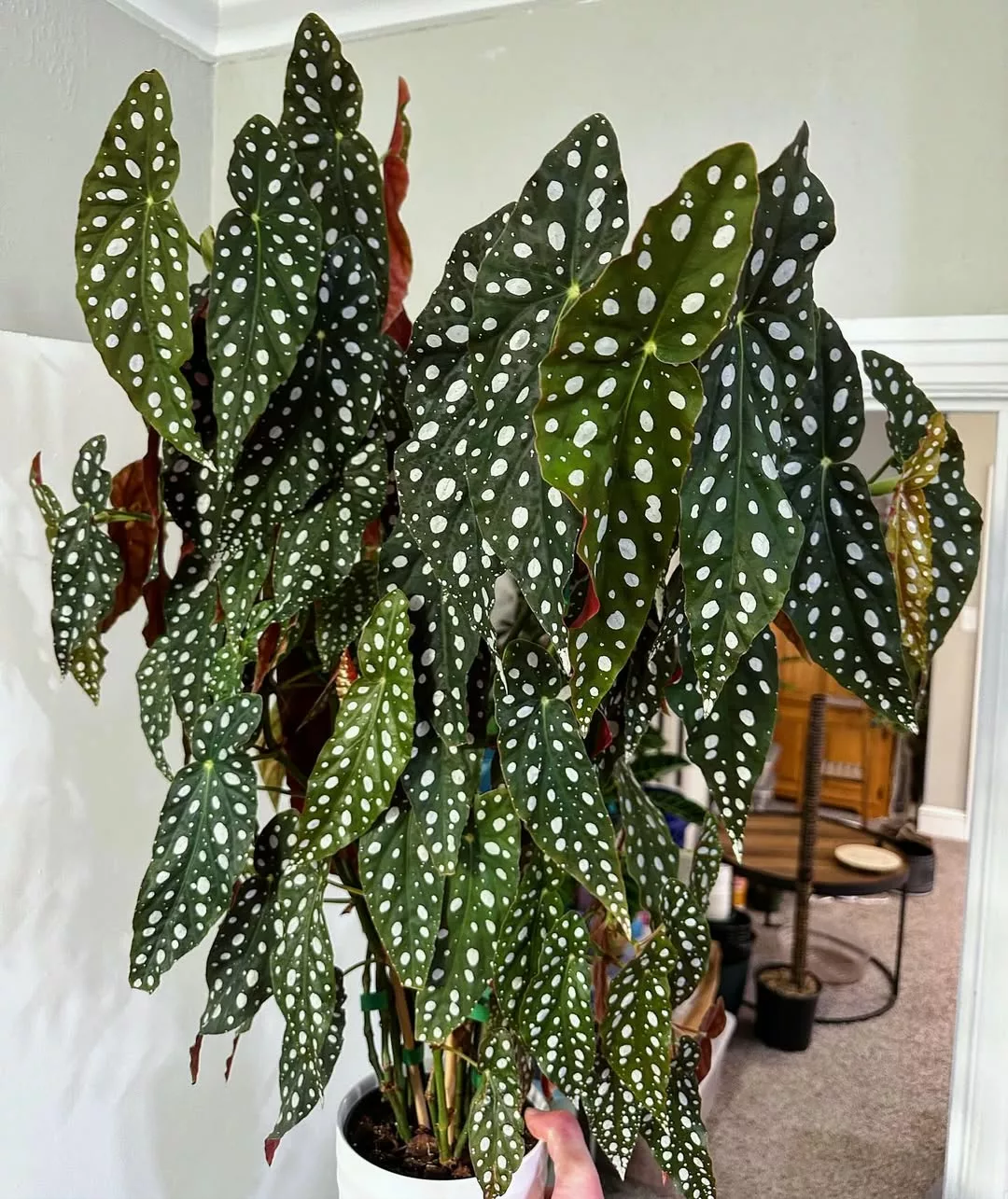 Guia de plantas para dentro de casa que não precisam de sol