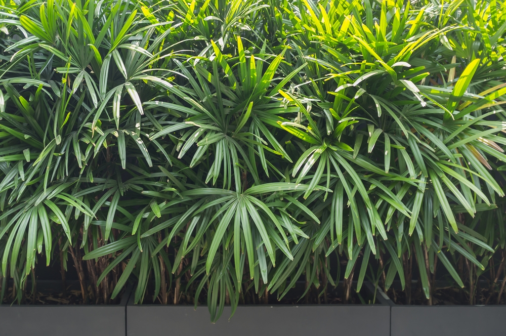 5 Plantas de Sombra Ideais para Apartamentos Pequenos
Como Cuidar de Zamioculcas em Ambientes com Pouca Luz
As Melhores Plantas para Escritórios com Pouca Iluminação
Plantas de Grande Porte para Criar uma Urban Jungle
Guia Completo: Plantas Resistentes ao Ar Condicionado