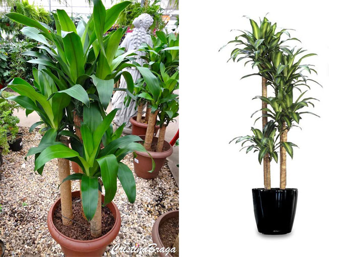 5 Plantas de Sombra Ideais para Apartamentos Pequenos
Como Cuidar de Zamioculcas em Ambientes com Pouca Luz
As Melhores Plantas para Escritórios com Pouca Iluminação
Plantas de Grande Porte para Criar uma Urban Jungle
Guia Completo: Plantas Resistentes ao Ar Condicionado