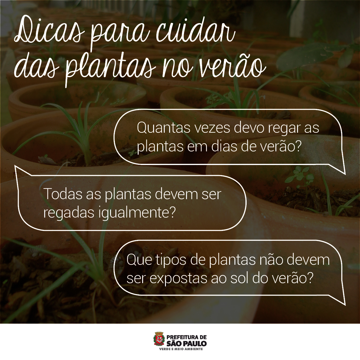 Guia de rega de plantas no verão: horários e dicas