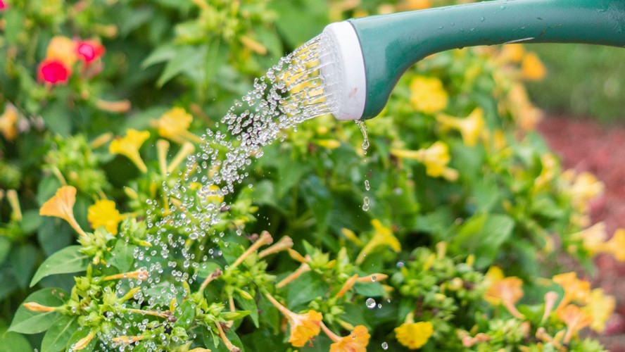 Guia de rega de plantas no verão: horários e dicas