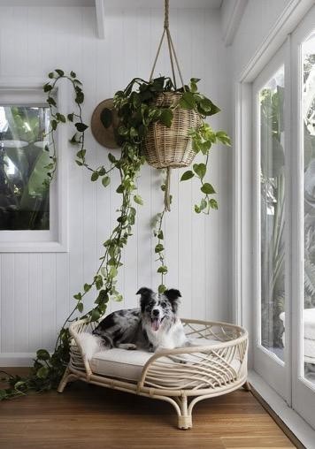 Transforme Seu Apartamento com um Cantinho Pet Integrado