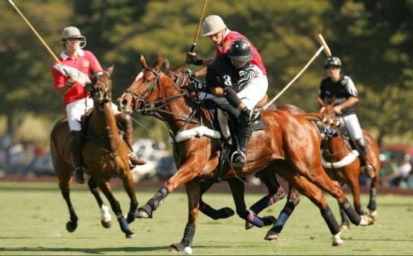 dress code polo feminino