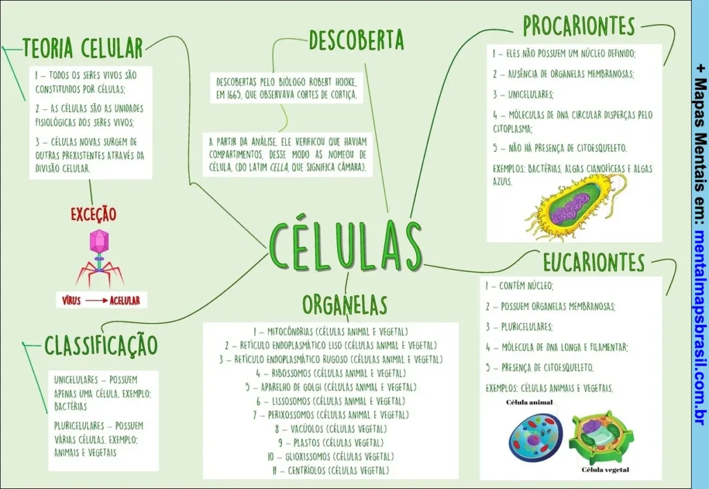 mapa mental celula procarionte e eucarionte