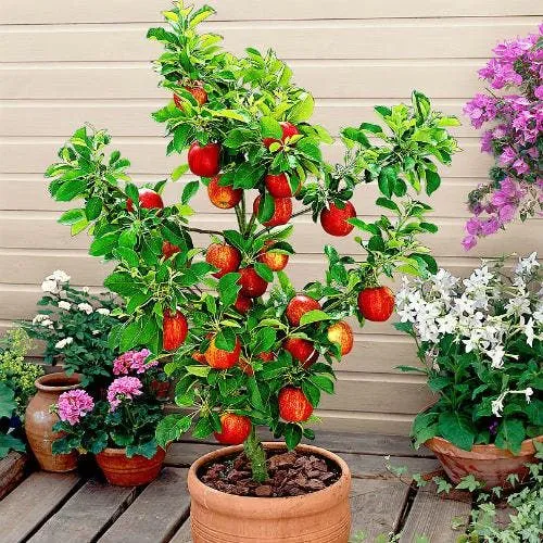 Guia completo de adubação para frutíferas em vasos