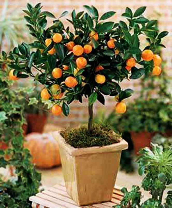 Dicas para evitar pragas em árvores frutíferas de vaso