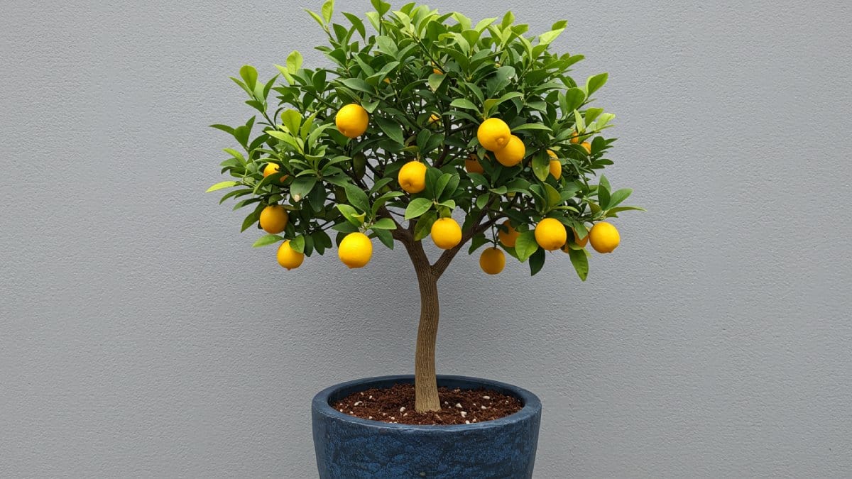 Como escolher o vaso ideal para sua frutífera