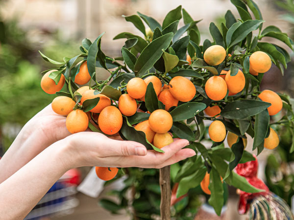 Frutíferas que produzem o ano todo para seu pomar caseiro