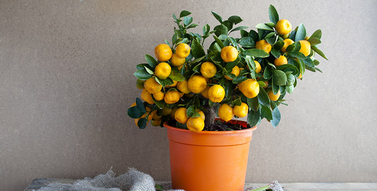 Melhores árvores frutíferas para plantar em vasos