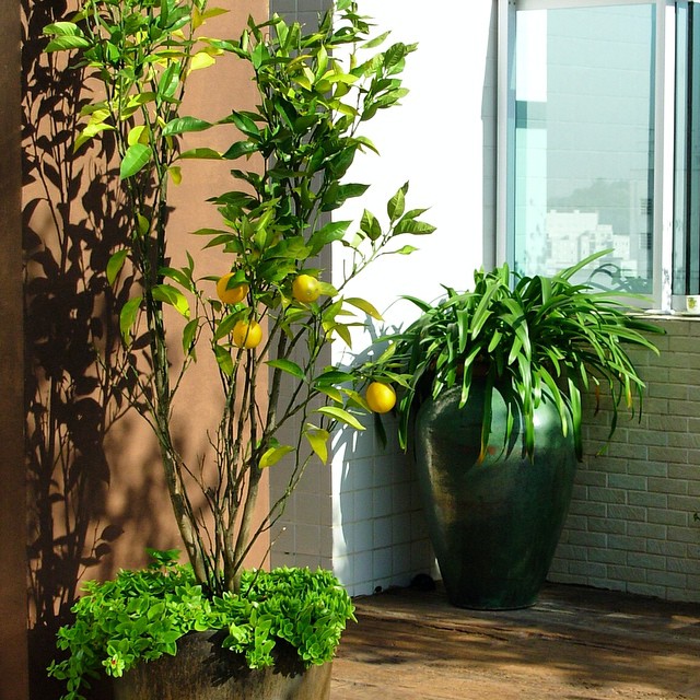 Como escolher o vaso ideal para sua frutífera