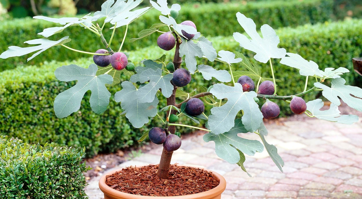 Poda de frutíferas em vaso: técnicas e benefícios