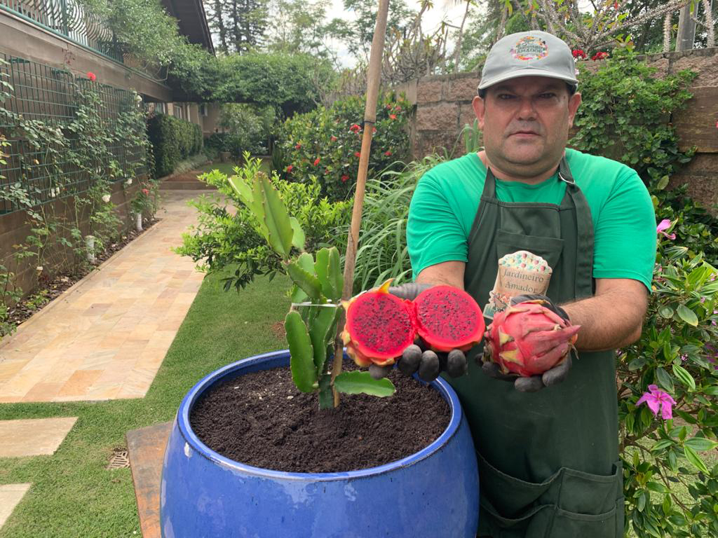 Melhores árvores frutíferas para plantar em vasos