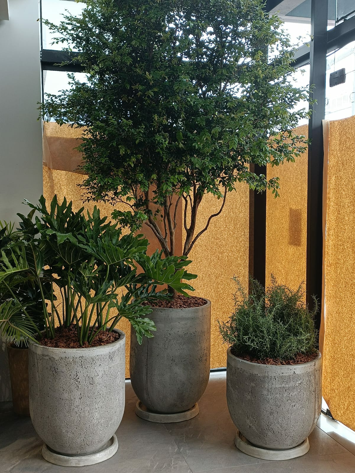 Guia completo de adubação para frutíferas em vasos